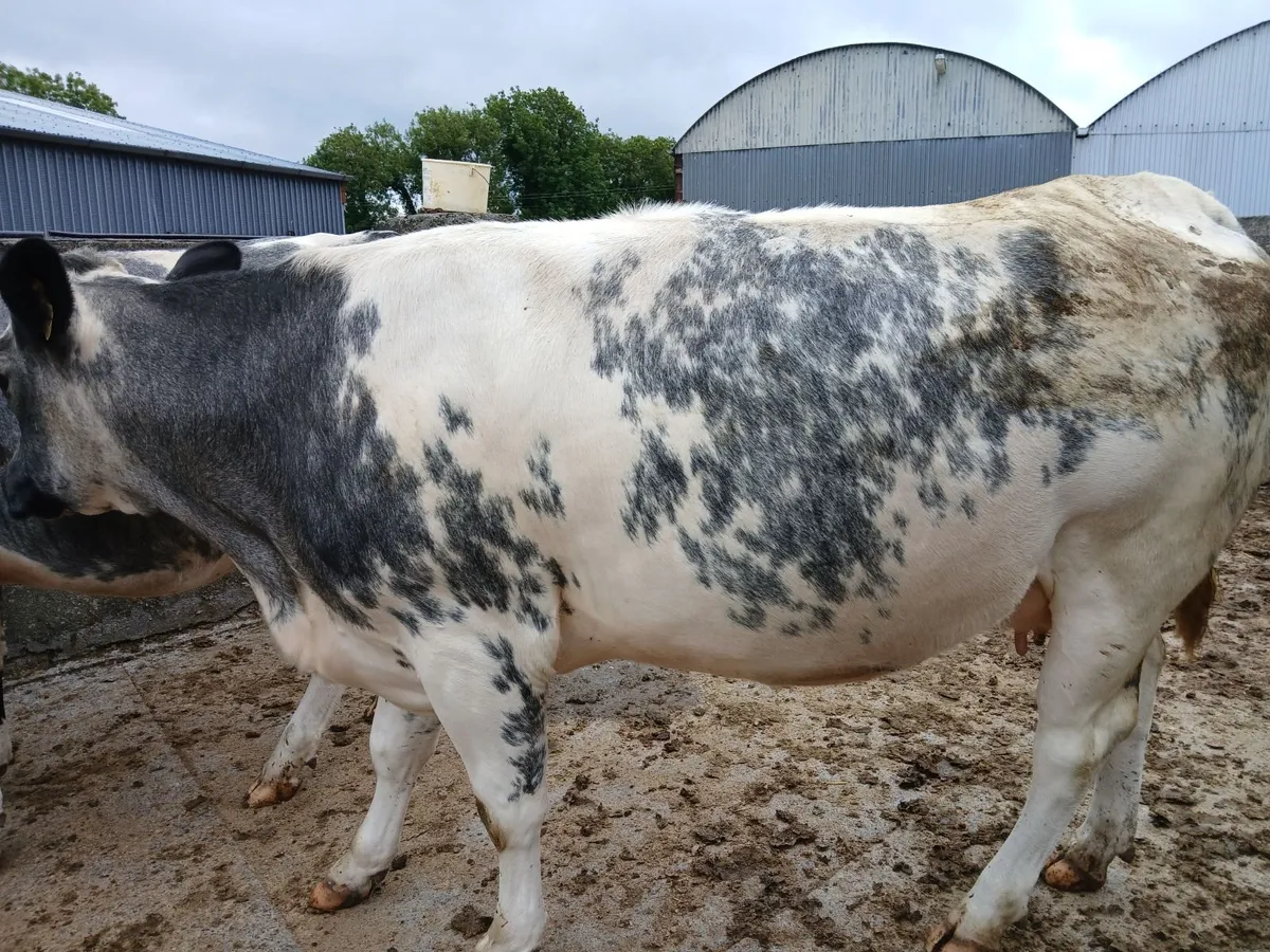 In calf heifers Ballinasloe mart 8th August - Image 4