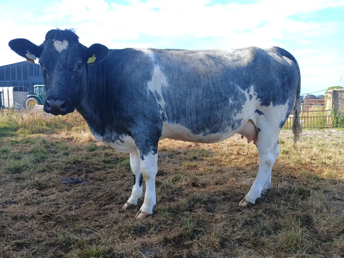 In calf heifers Ballinasloe mart 8th August - Image 2
