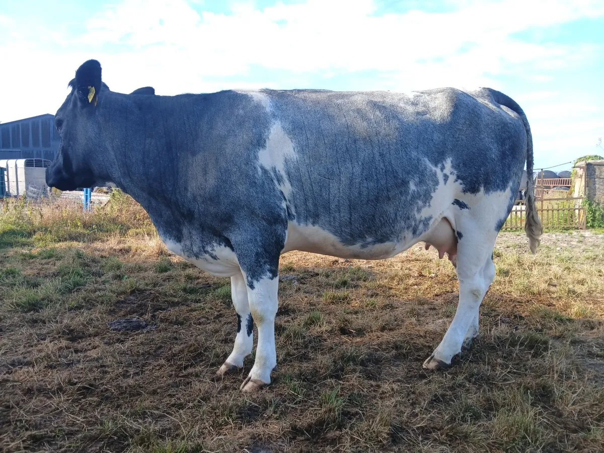 In calf heifers Ballinasloe mart 8th August - Image 3