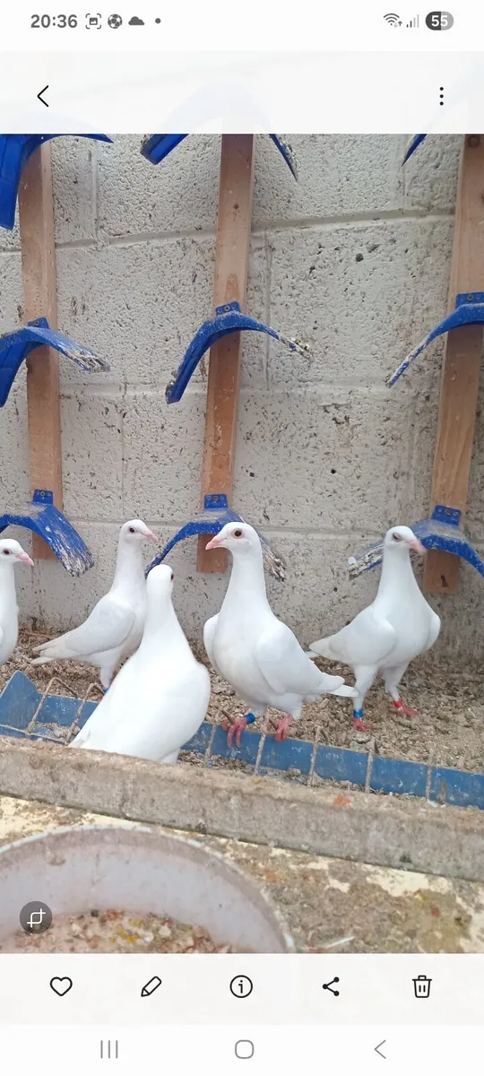 White racers - Image 1