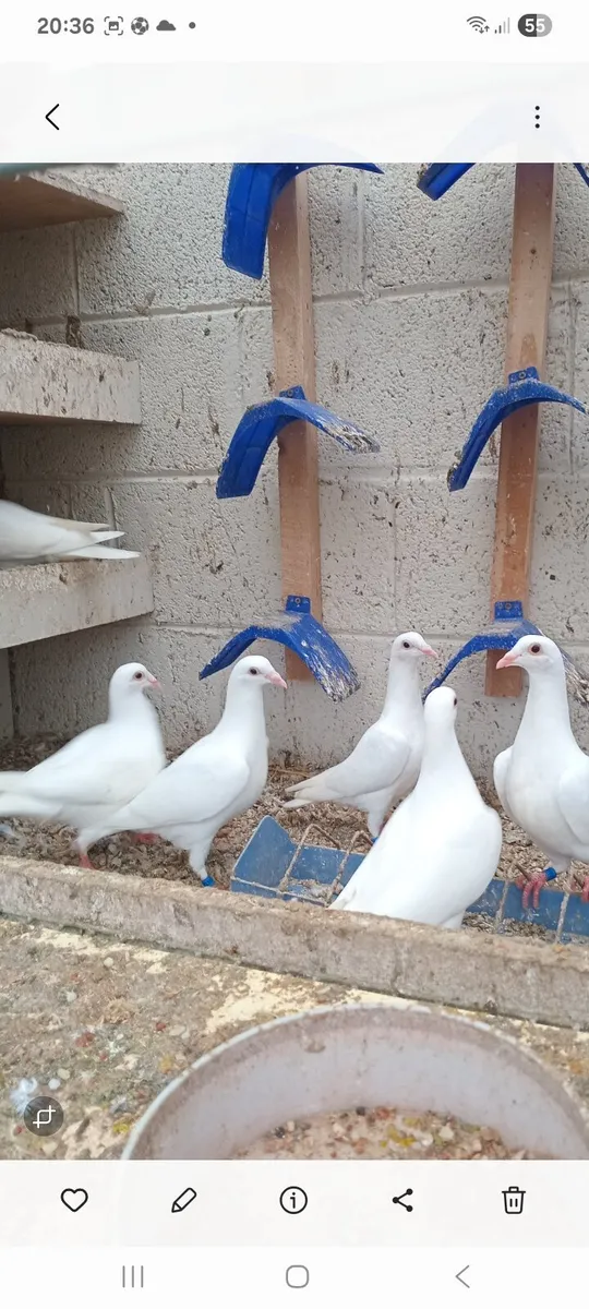 White racers - Image 2
