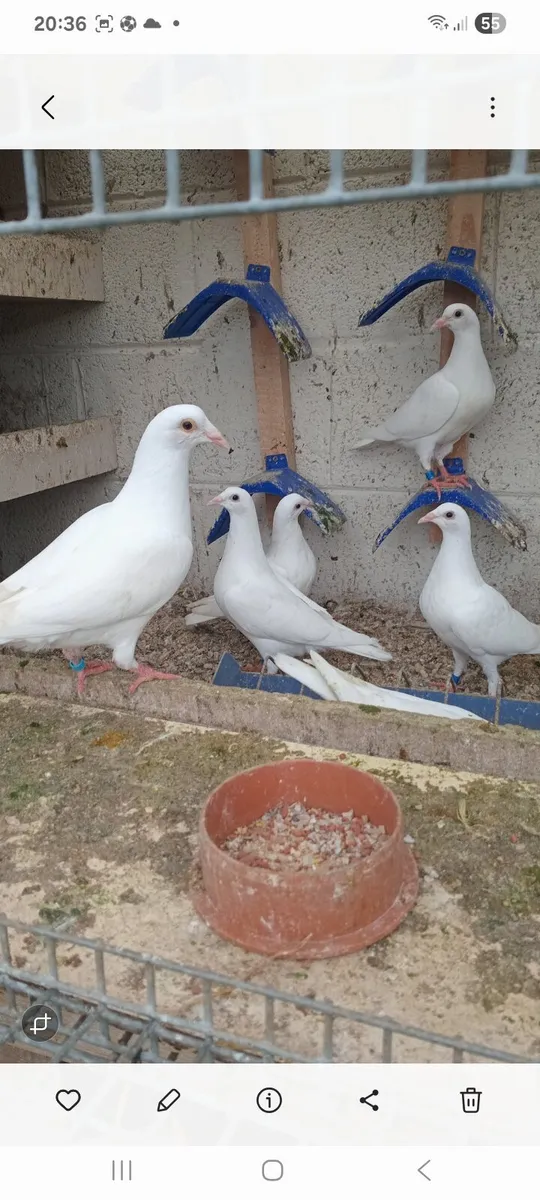 White racers - Image 3