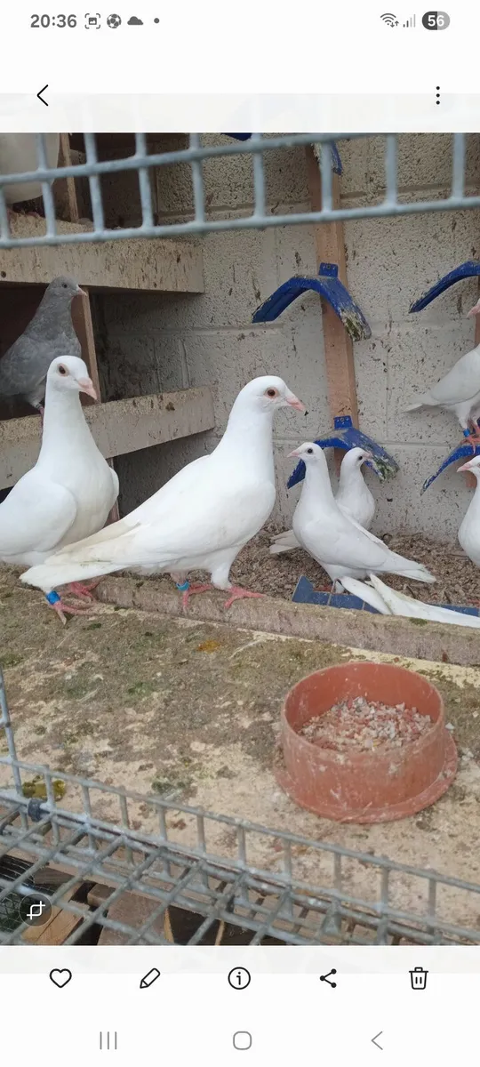 White racers - Image 4