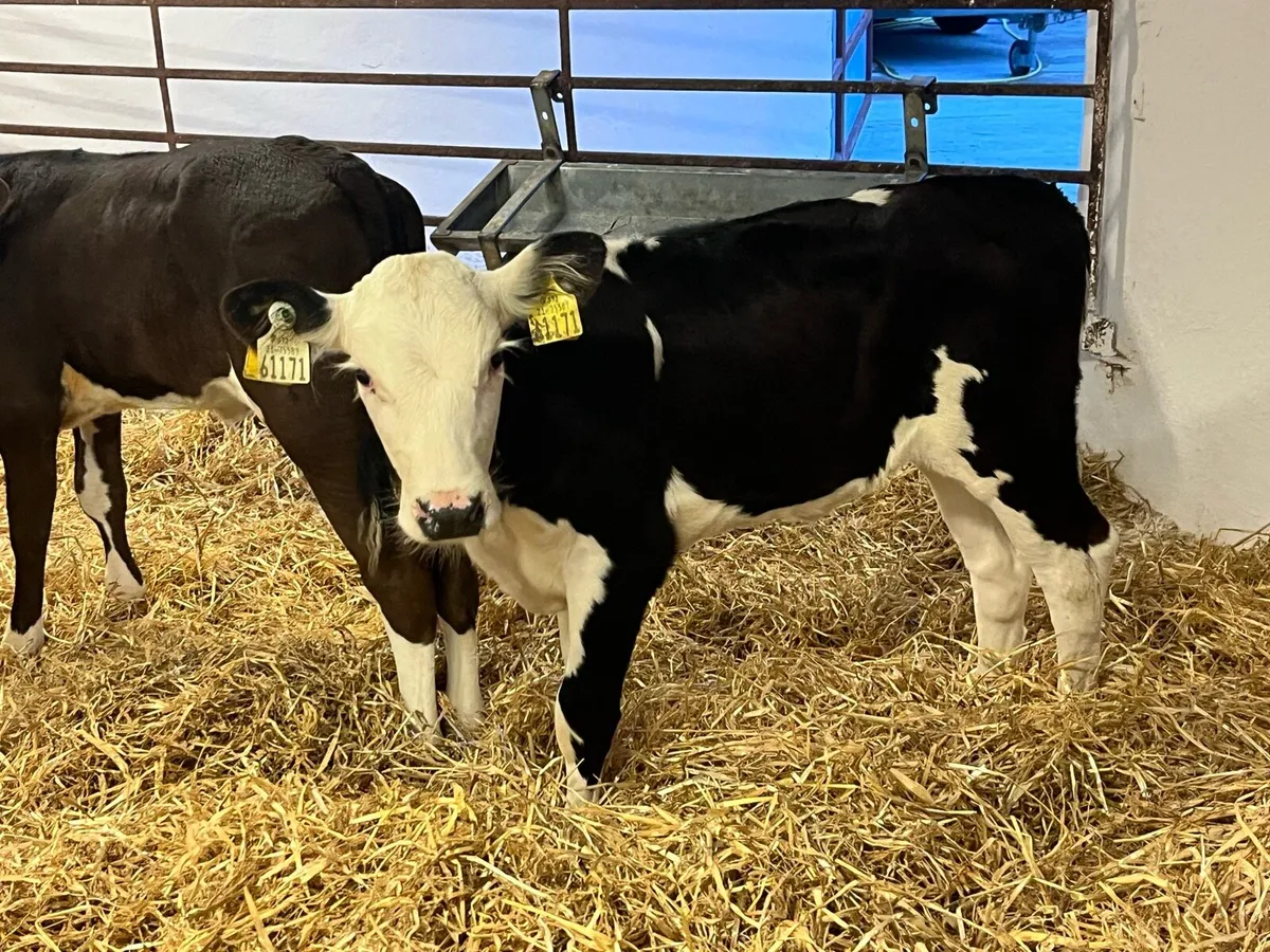 STRONG AA & HE HEIFER CALVES - Image 2
