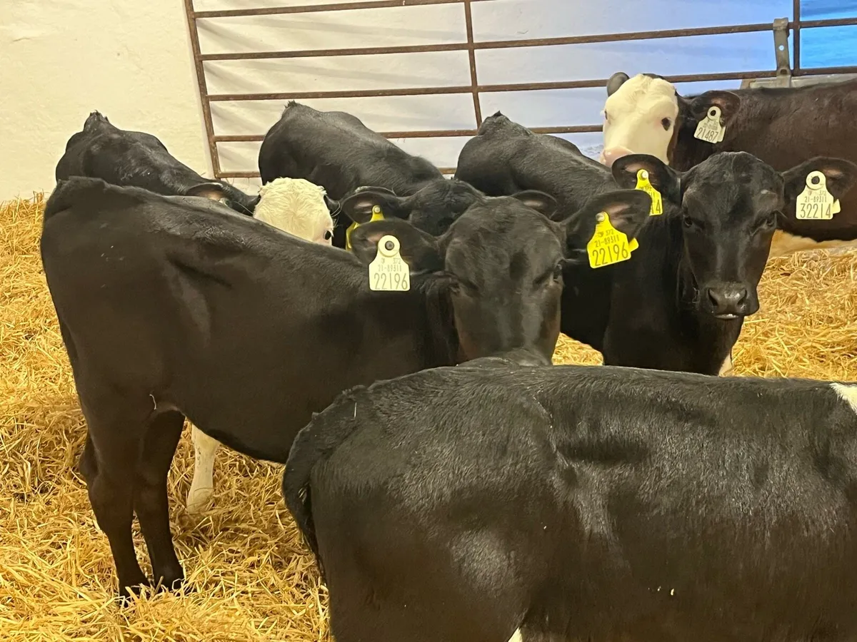 STRONG AA & HE HEIFER CALVES - Image 3