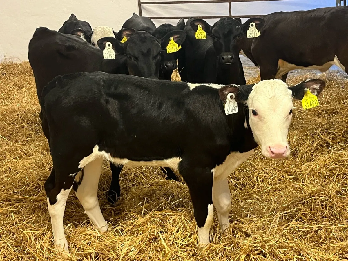 STRONG AA & HE HEIFER CALVES - Image 1