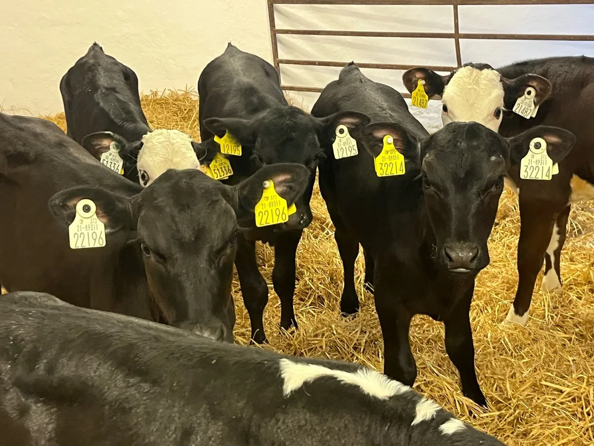 STRONG AA & HE HEIFER CALVES - Image 4