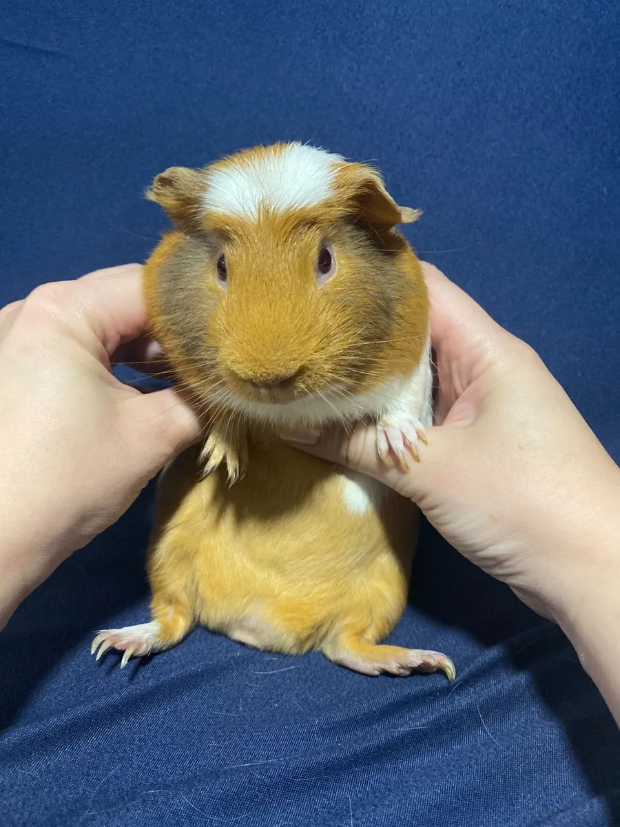 small pets - Image 2