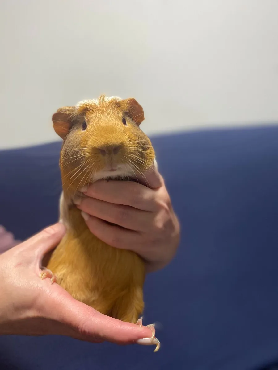 small pets - Image 3