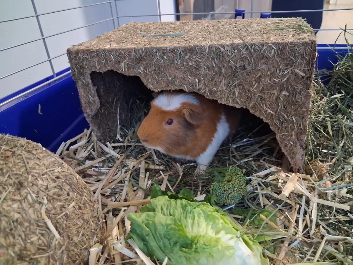 small pets - Image 4