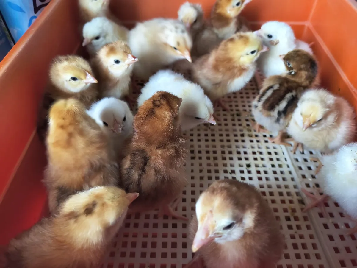 Day old chicks - Image 4