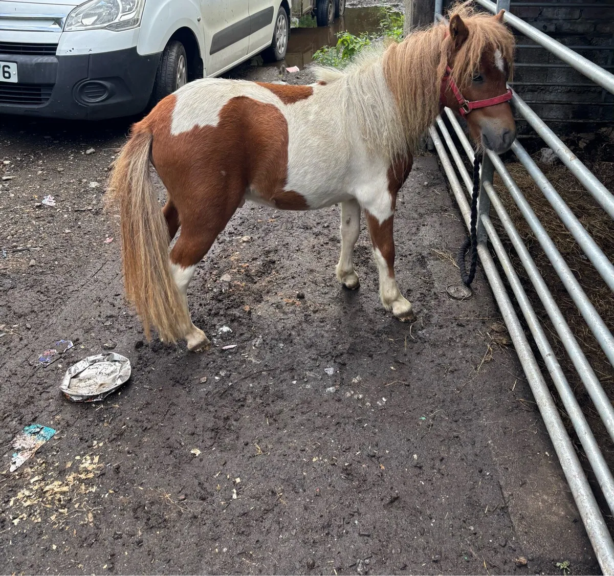 Miniature 2yo colt