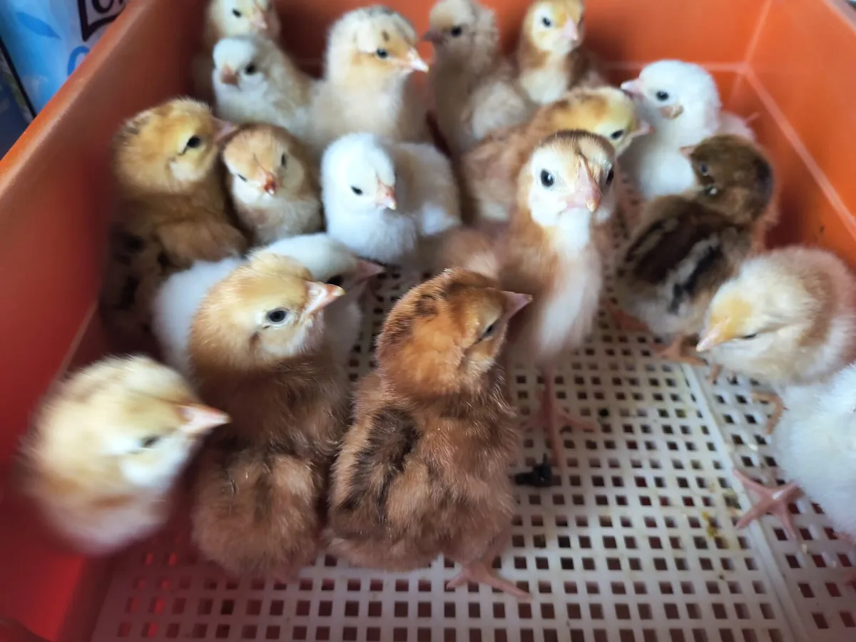 Day old chicks - Image 2
