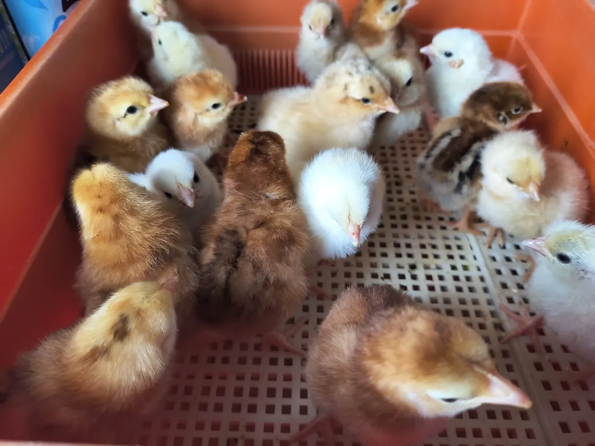 Day old chicks - Image 3