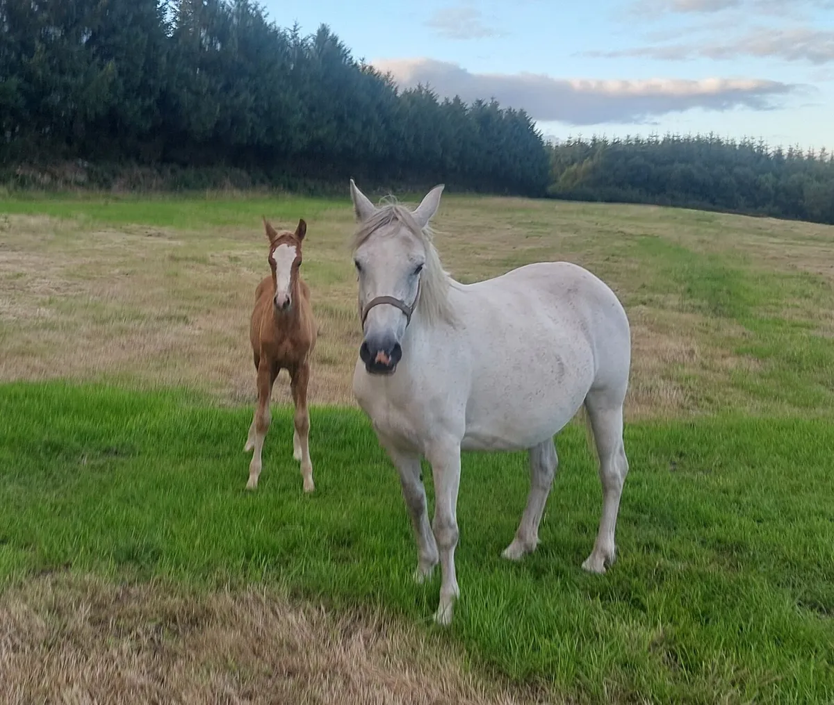Mare and foal for sale - Image 1