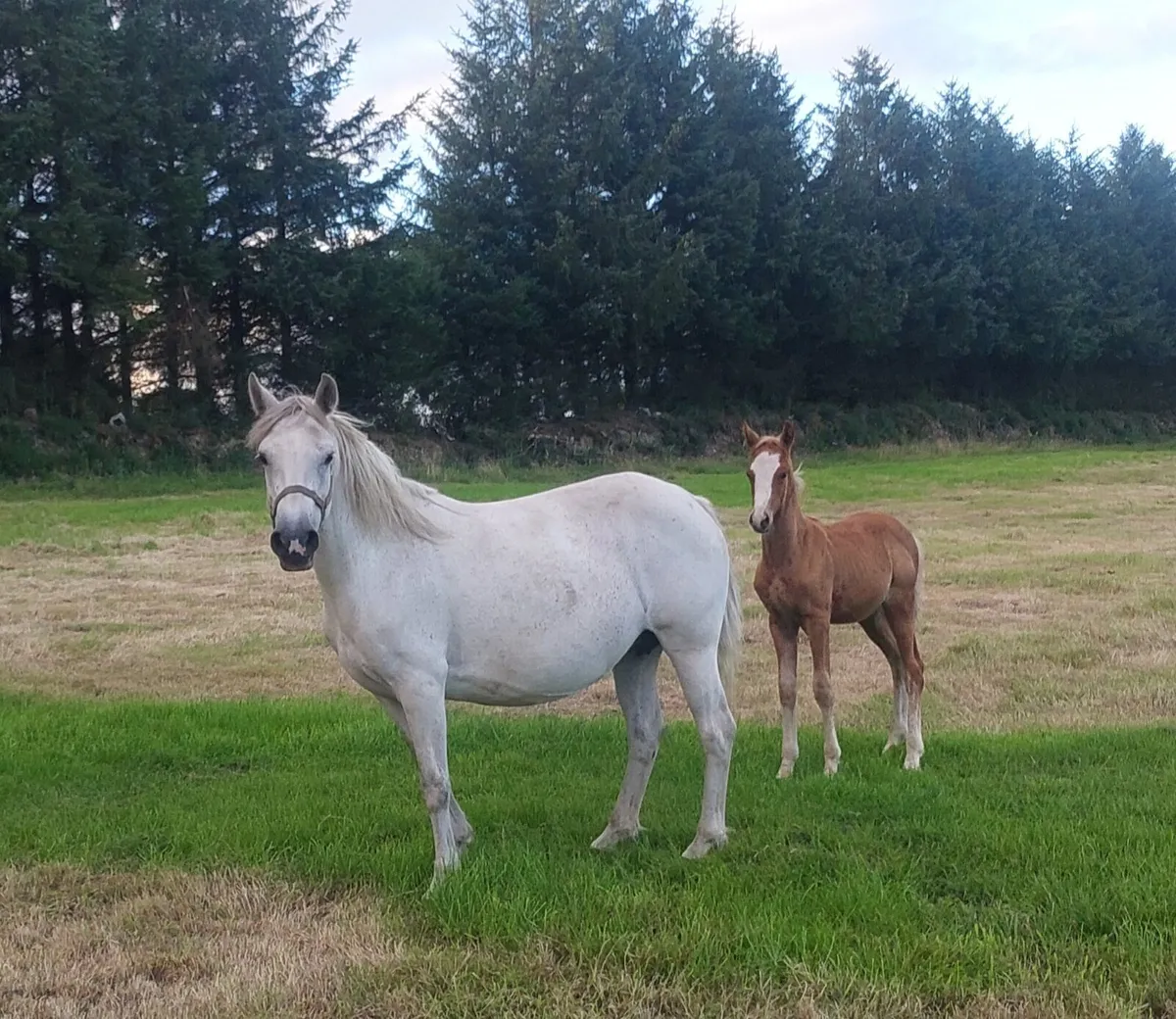 Mare and foal for sale - Image 2
