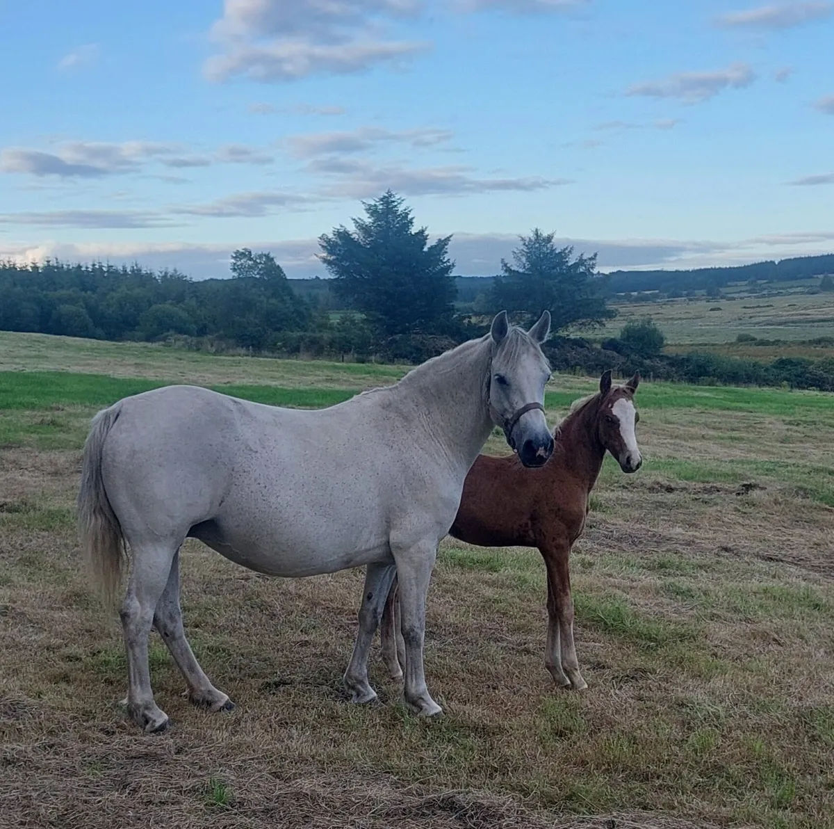 Mare and foal for sale - Image 3