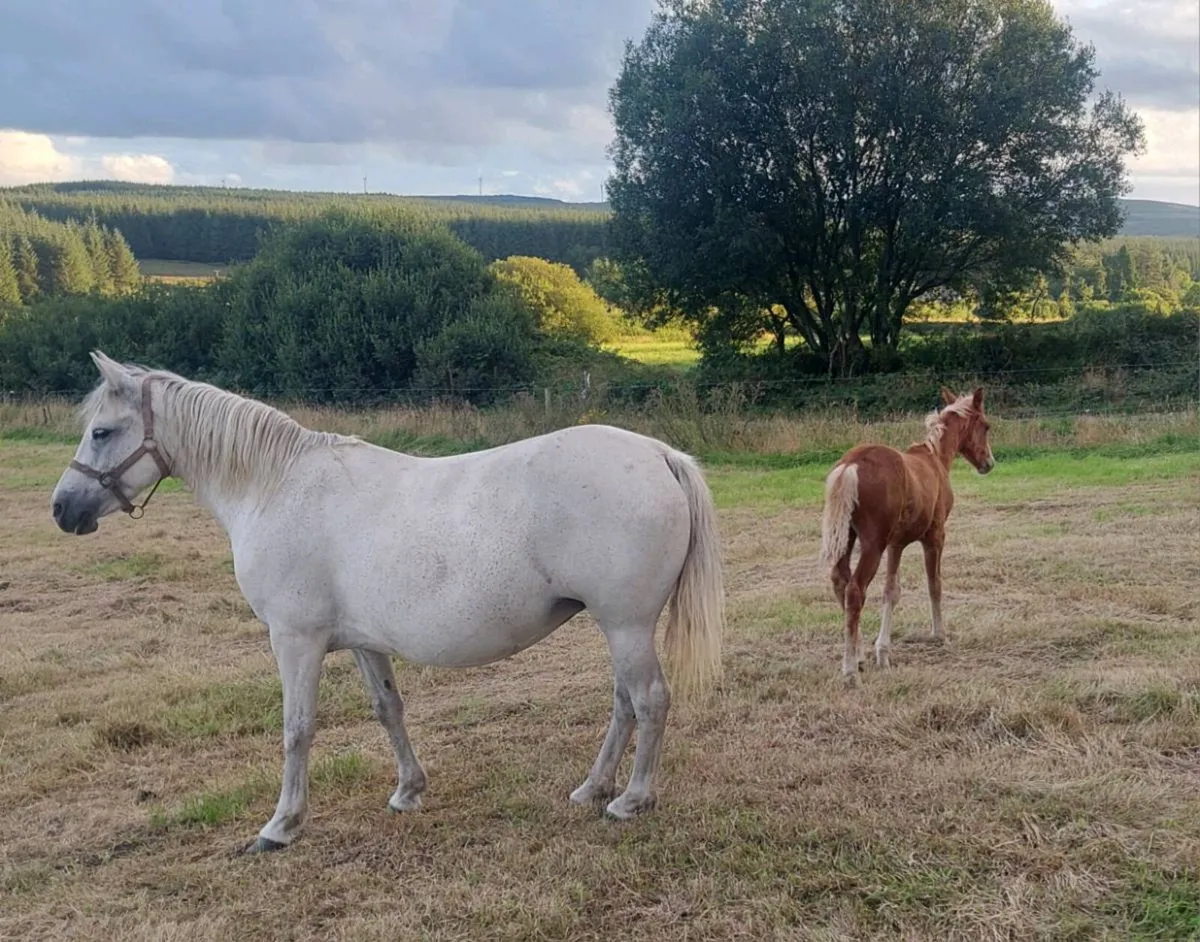 Mare and foal for sale - Image 4