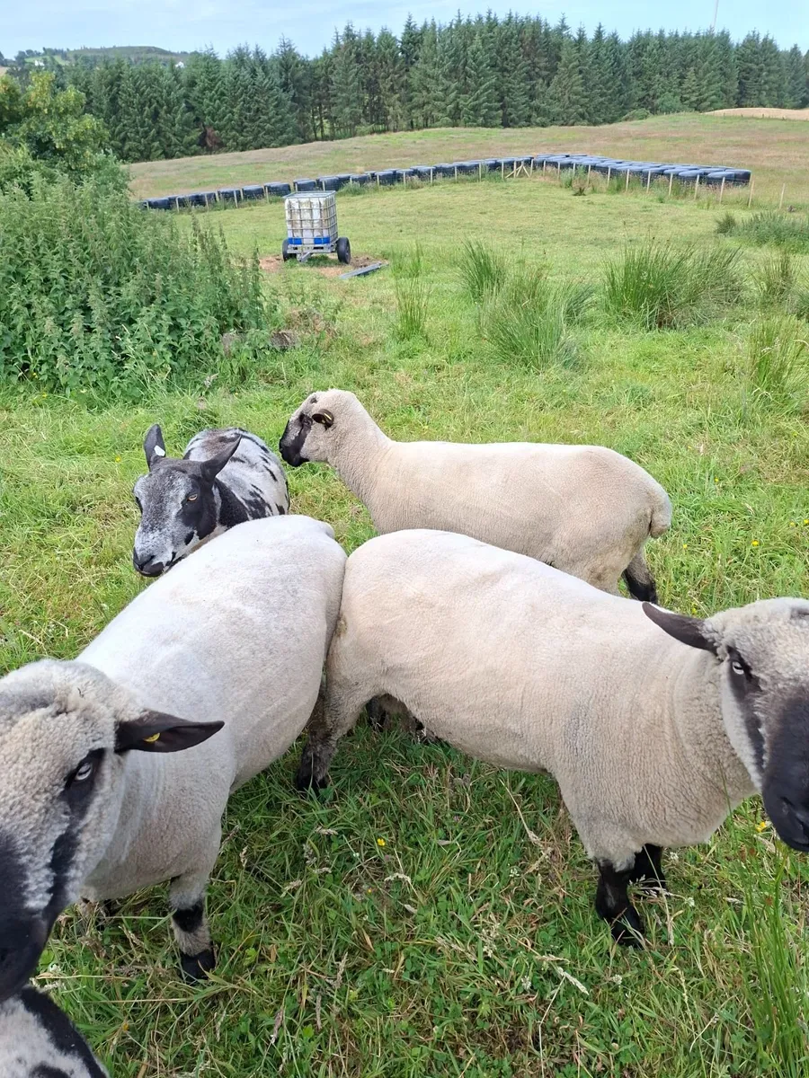 Sheep - Image 2