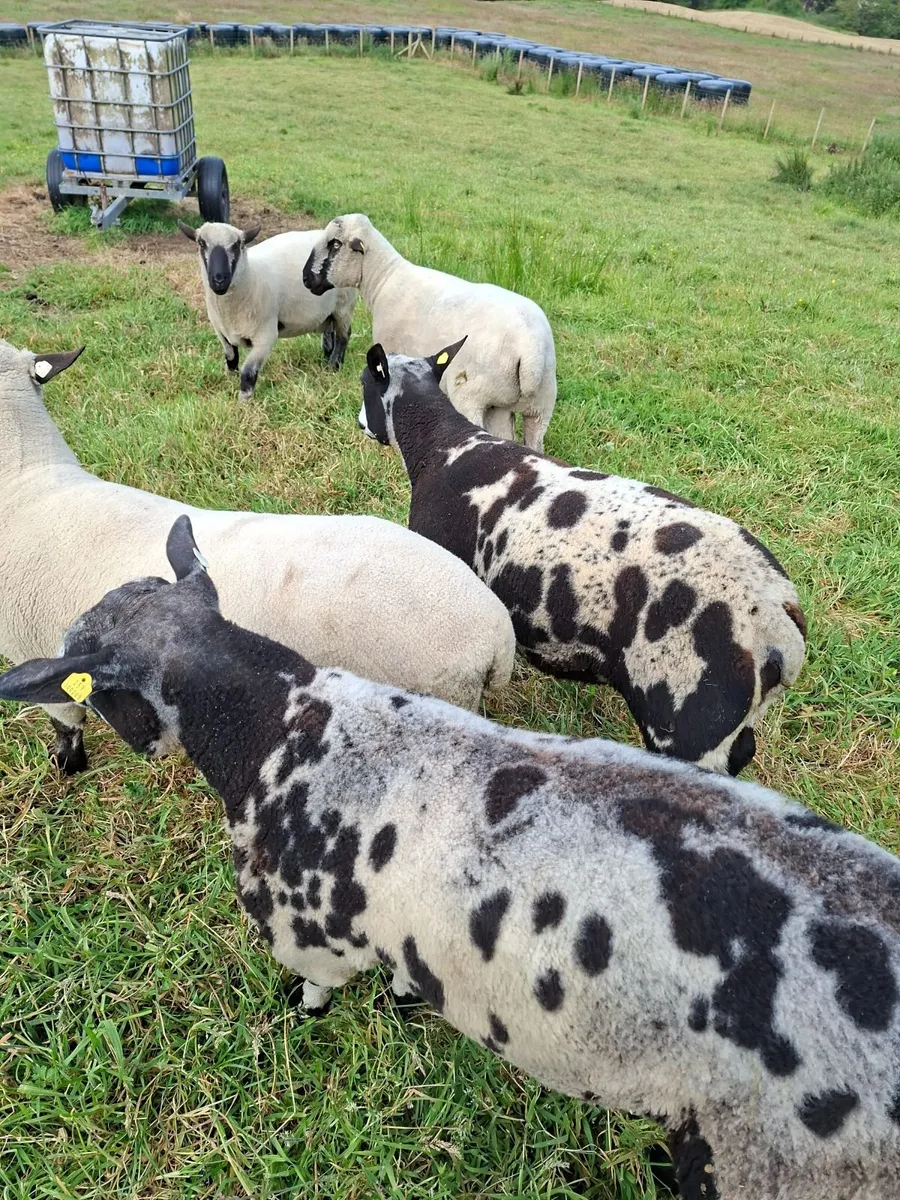 Sheep - Image 1