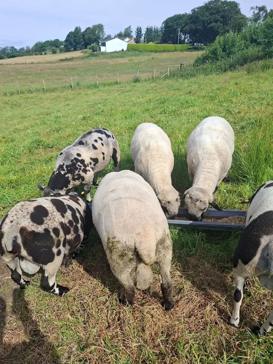 Sheep - Image 3