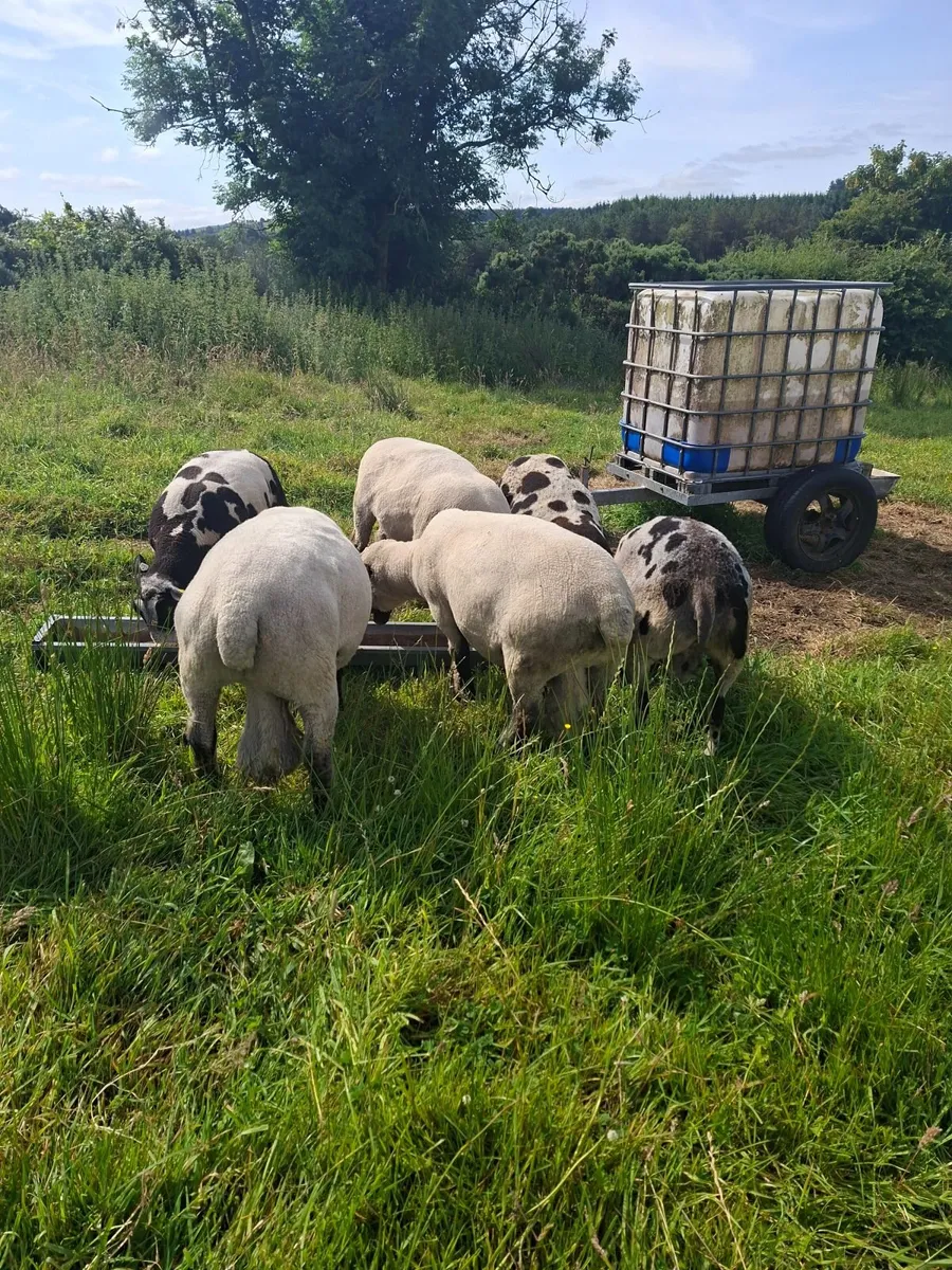 Sheep - Image 4