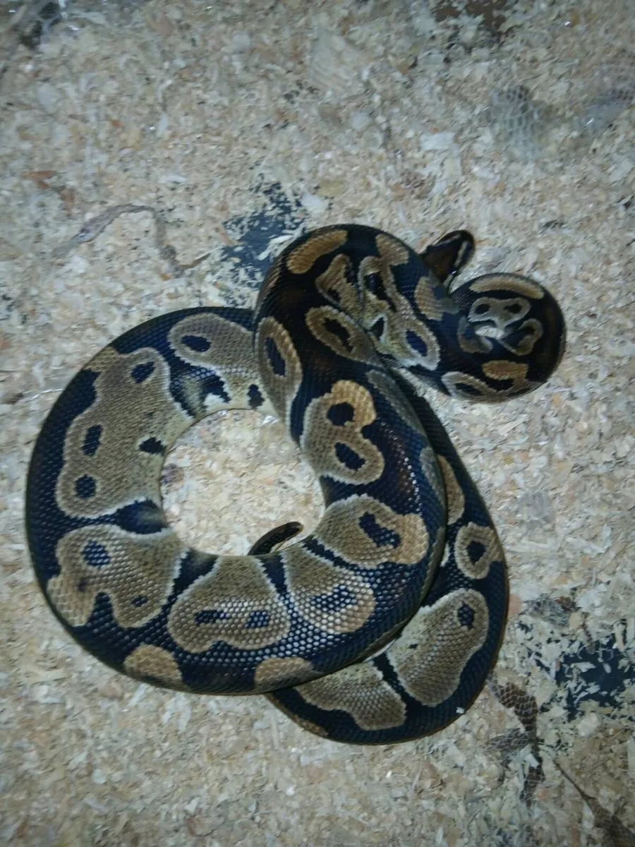 Ball python - Image 1