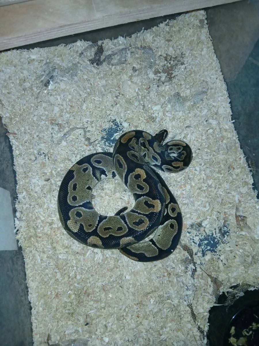 Ball python - Image 2