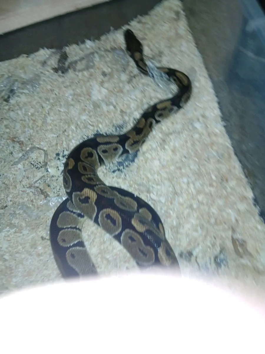 Ball python - Image 3