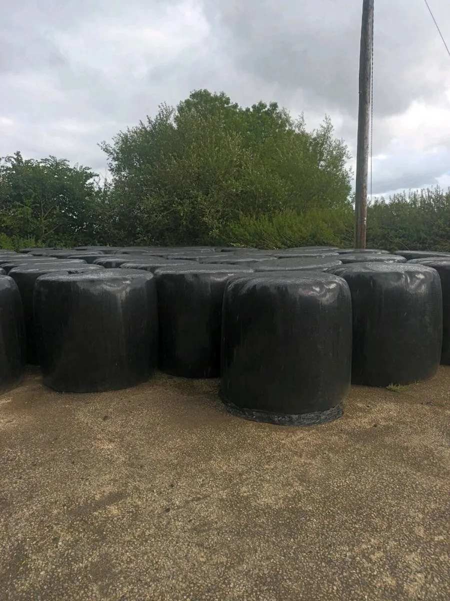 Silage bales - Image 1