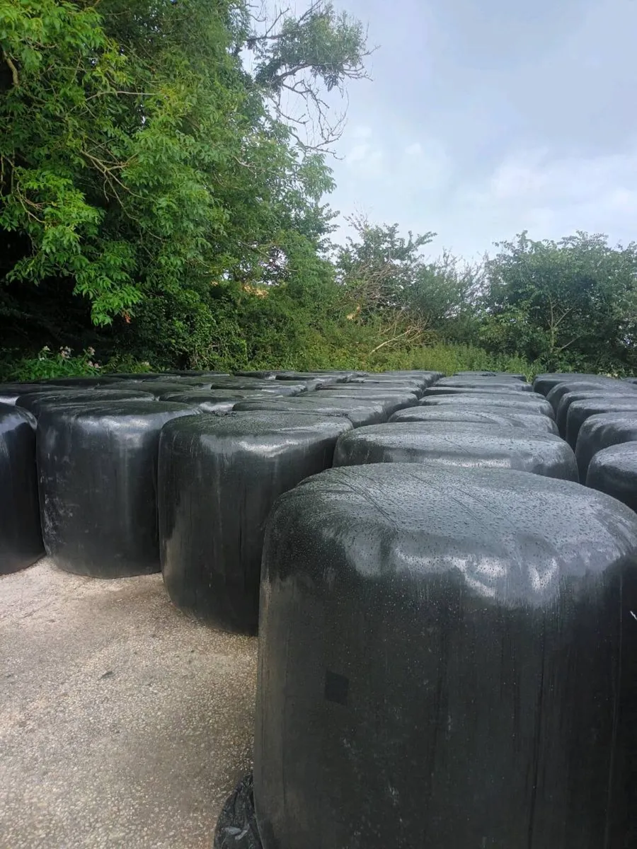 Silage bales - Image 2