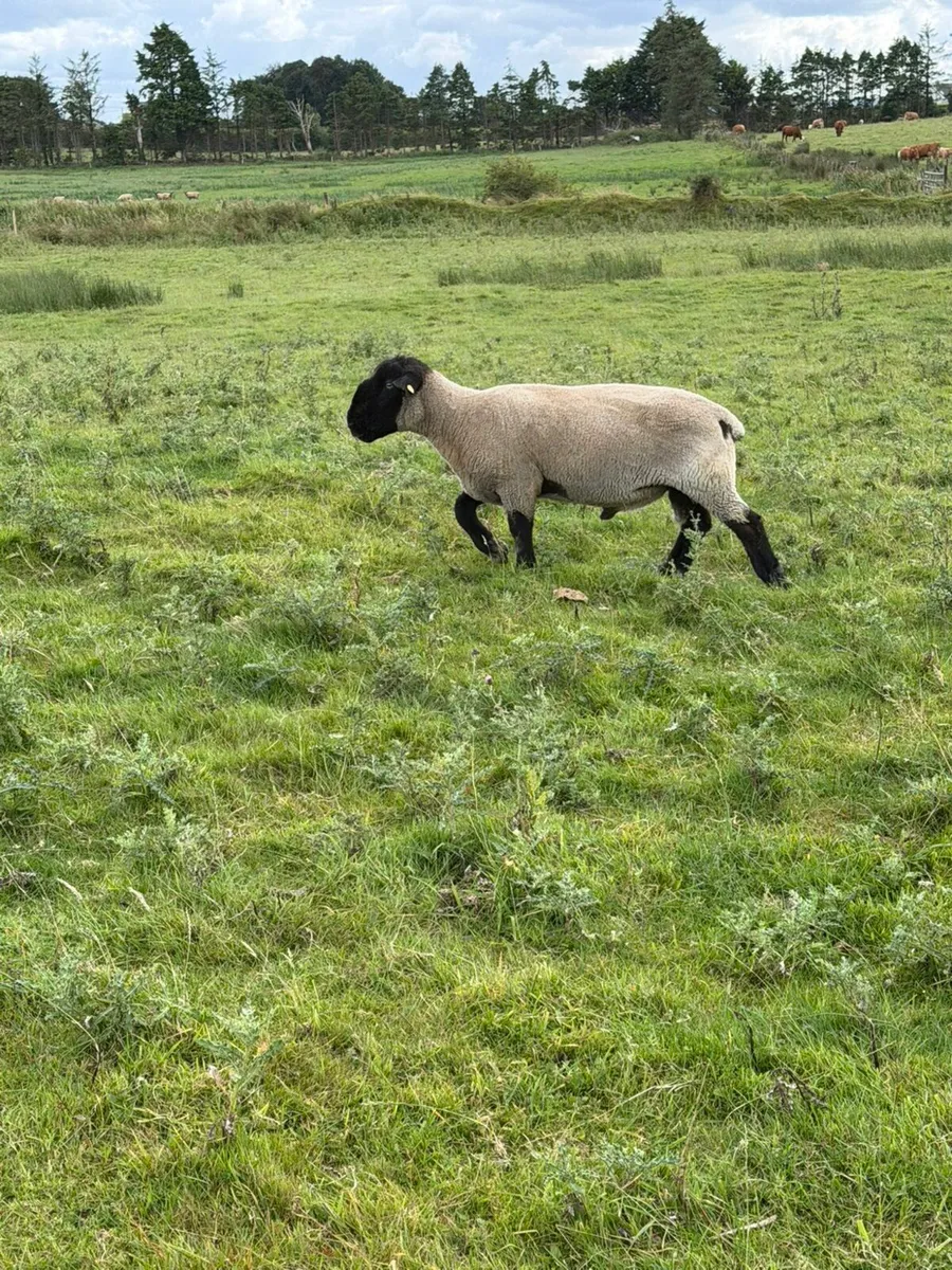 Ram - Image 1