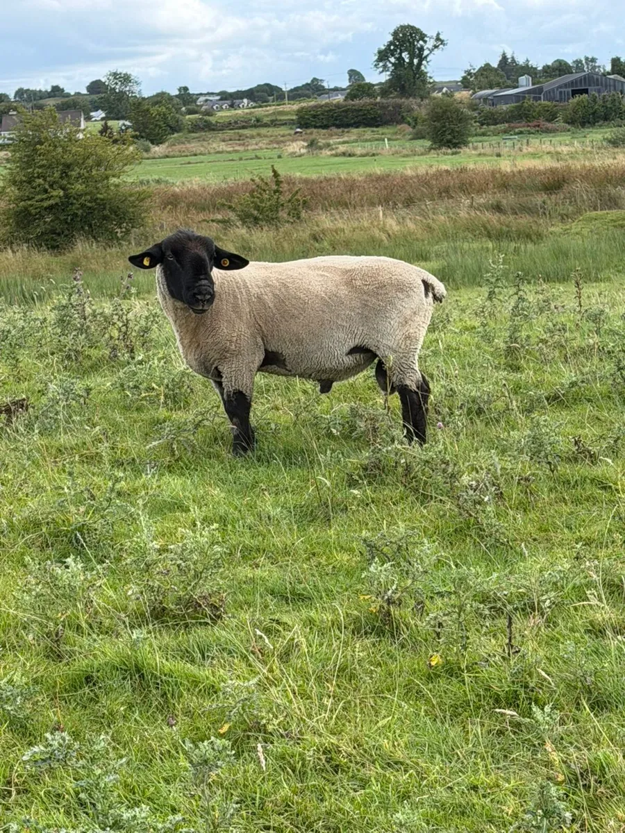Ram - Image 2