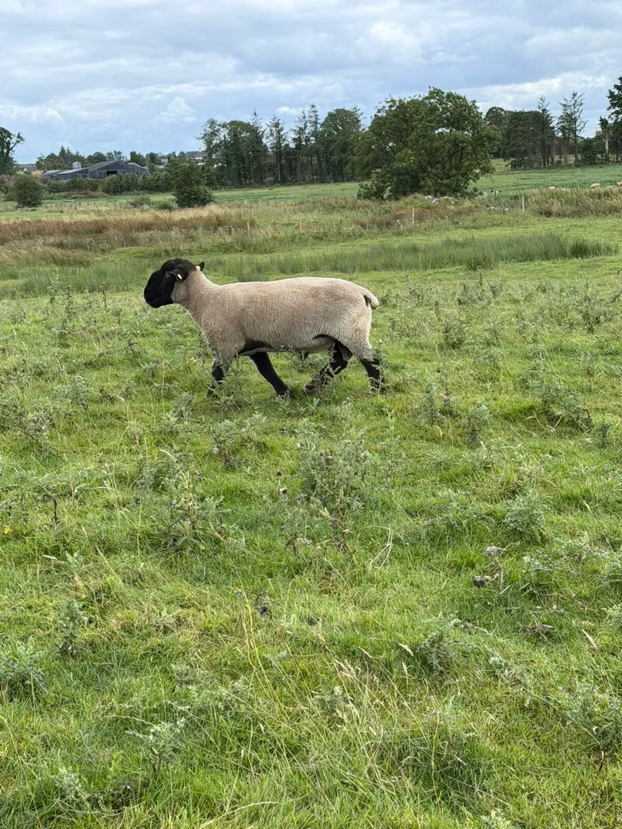 Ram - Image 3