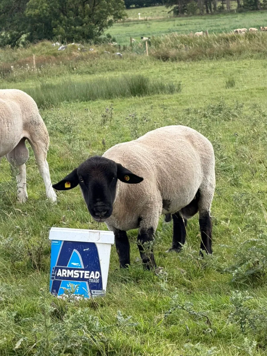 Ram - Image 4