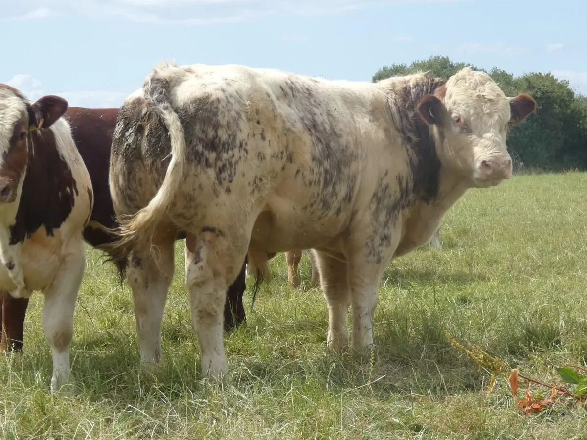 Selection of Belgian Blue X Bulls - Image 3