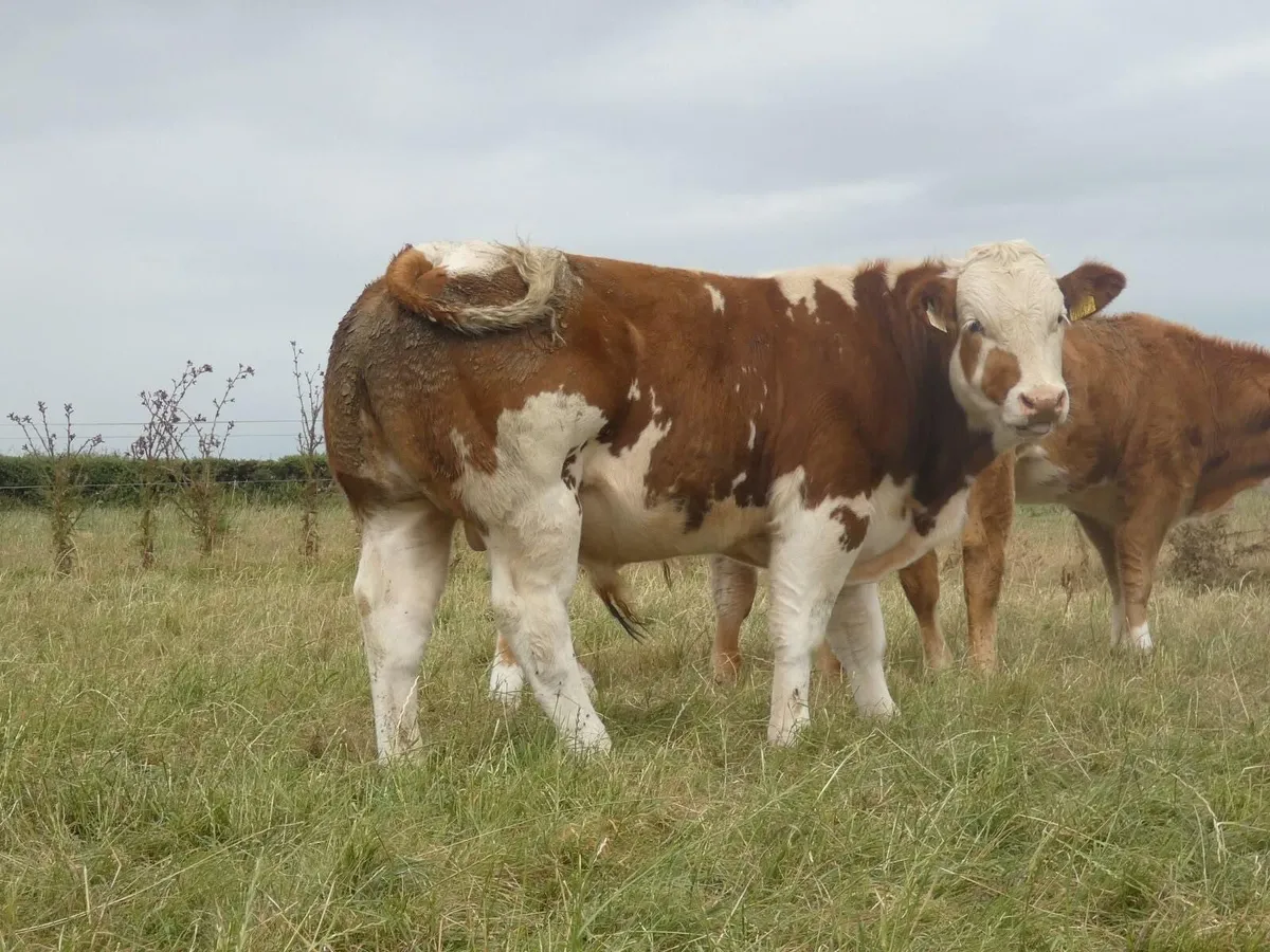 Selection of Belgian Blue X Bulls - Image 4