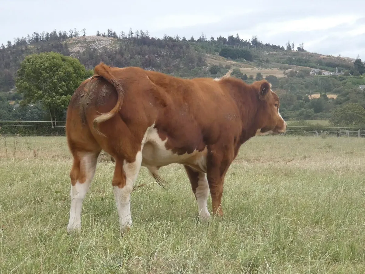 Selection of Belgian Blue X Bulls - Image 1