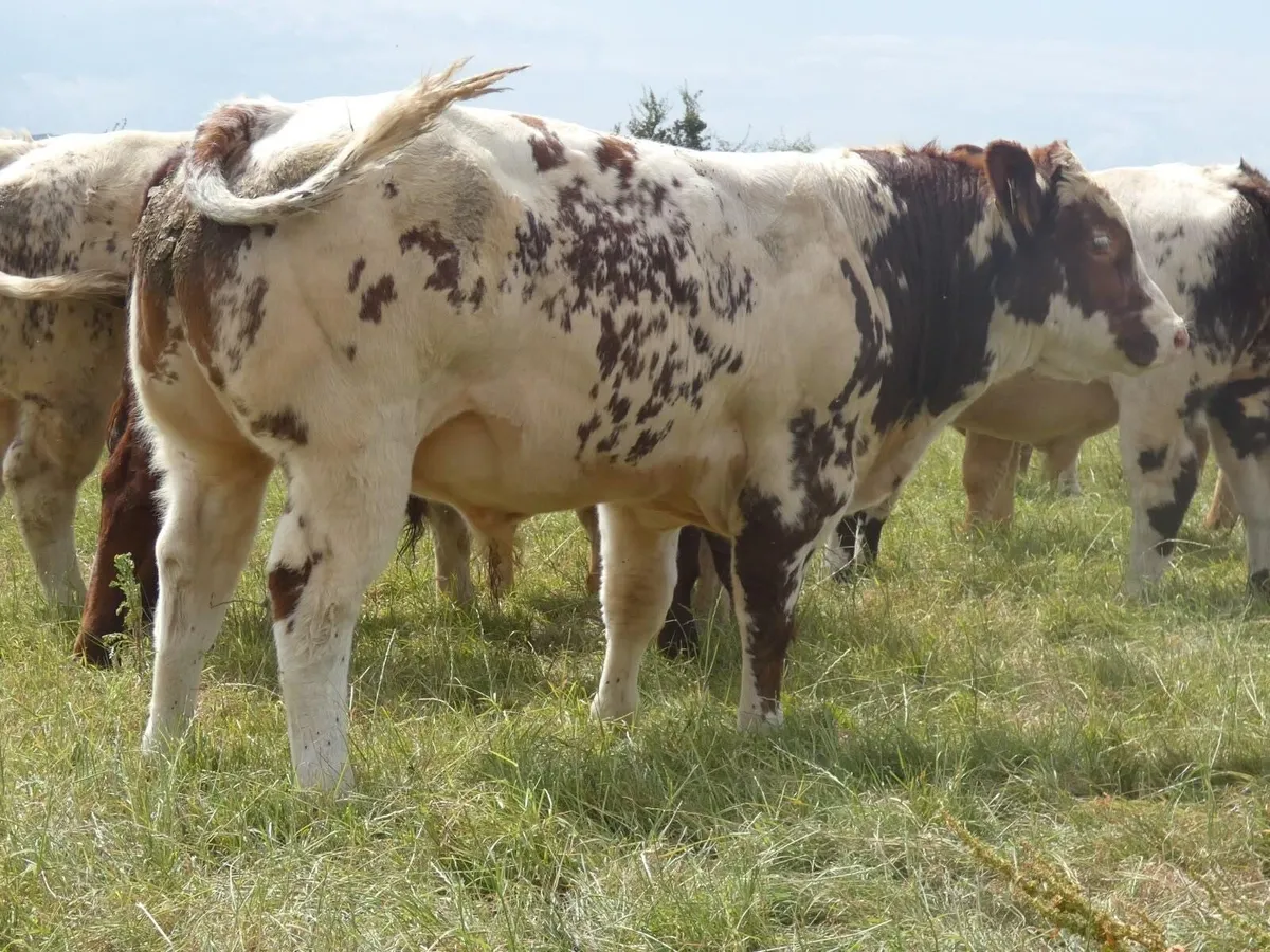 Selection of Belgian Blue X Bulls - Image 2
