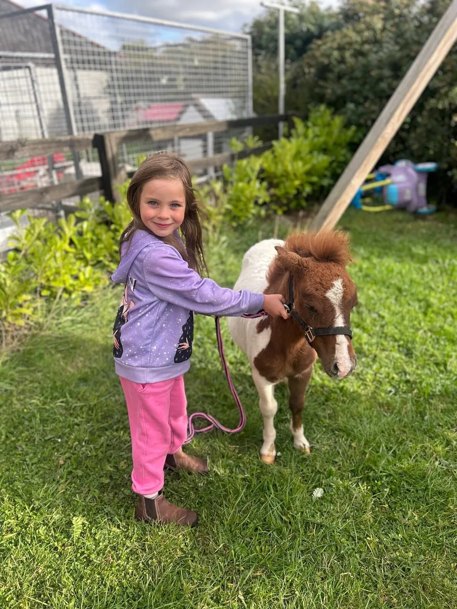 ☘️ Minature Falabella for sale ☘️ - Image 1