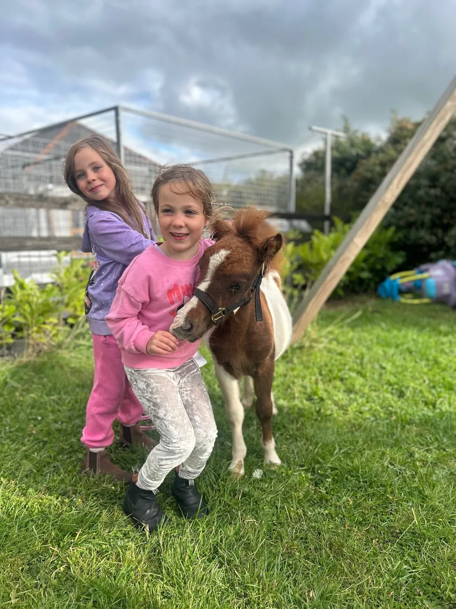 ☘️ Minature Falabella for sale ☘️ - Image 2