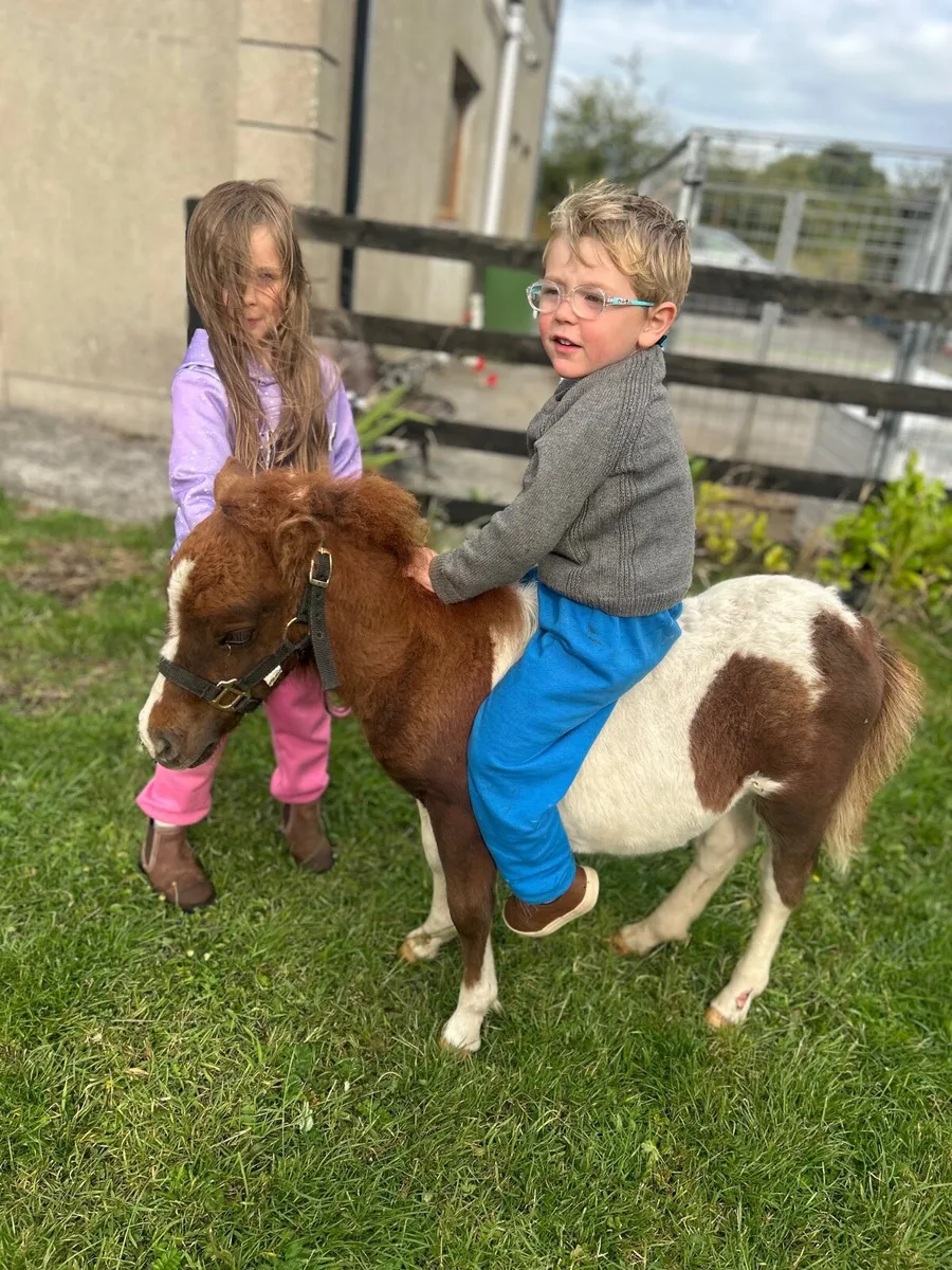 ☘️ Minature Falabella for sale ☘️ - Image 3