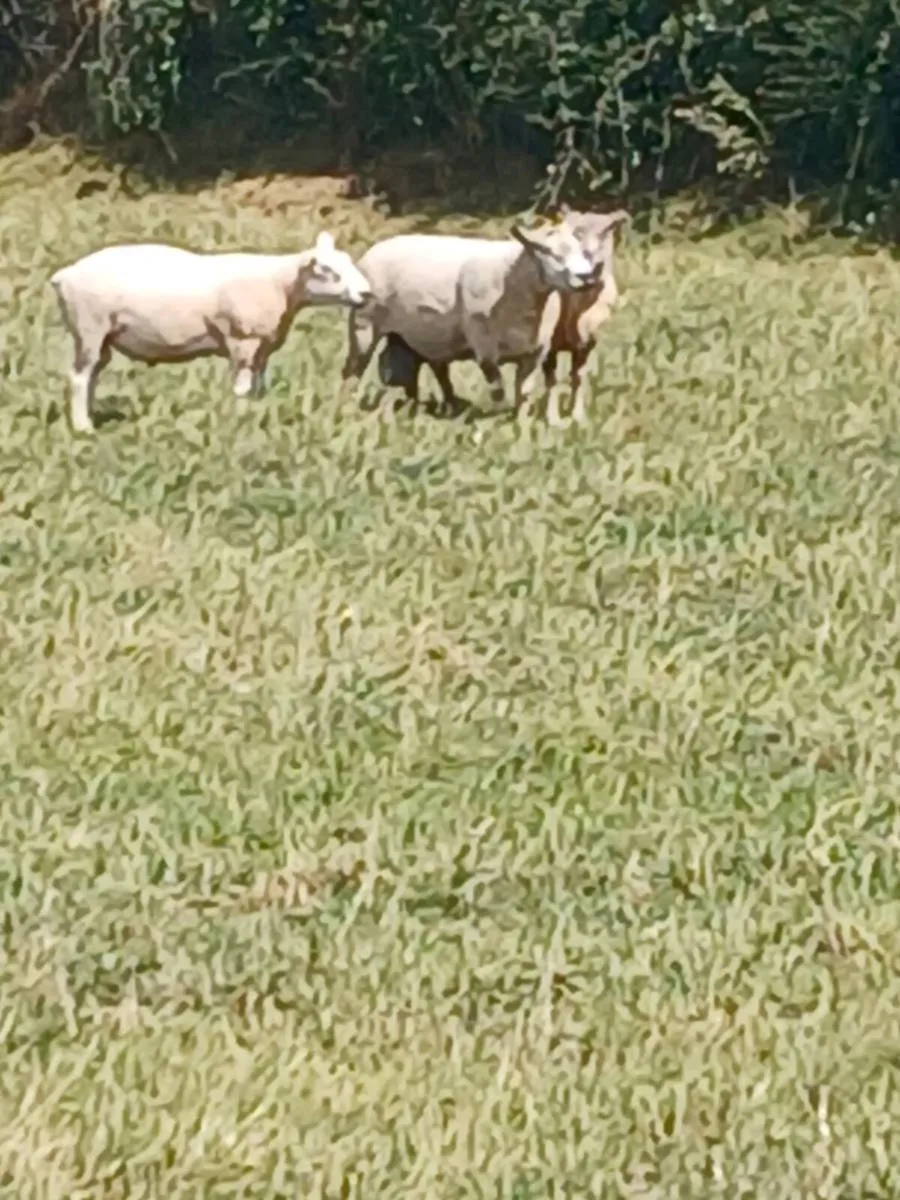 Rams for sale - Image 1