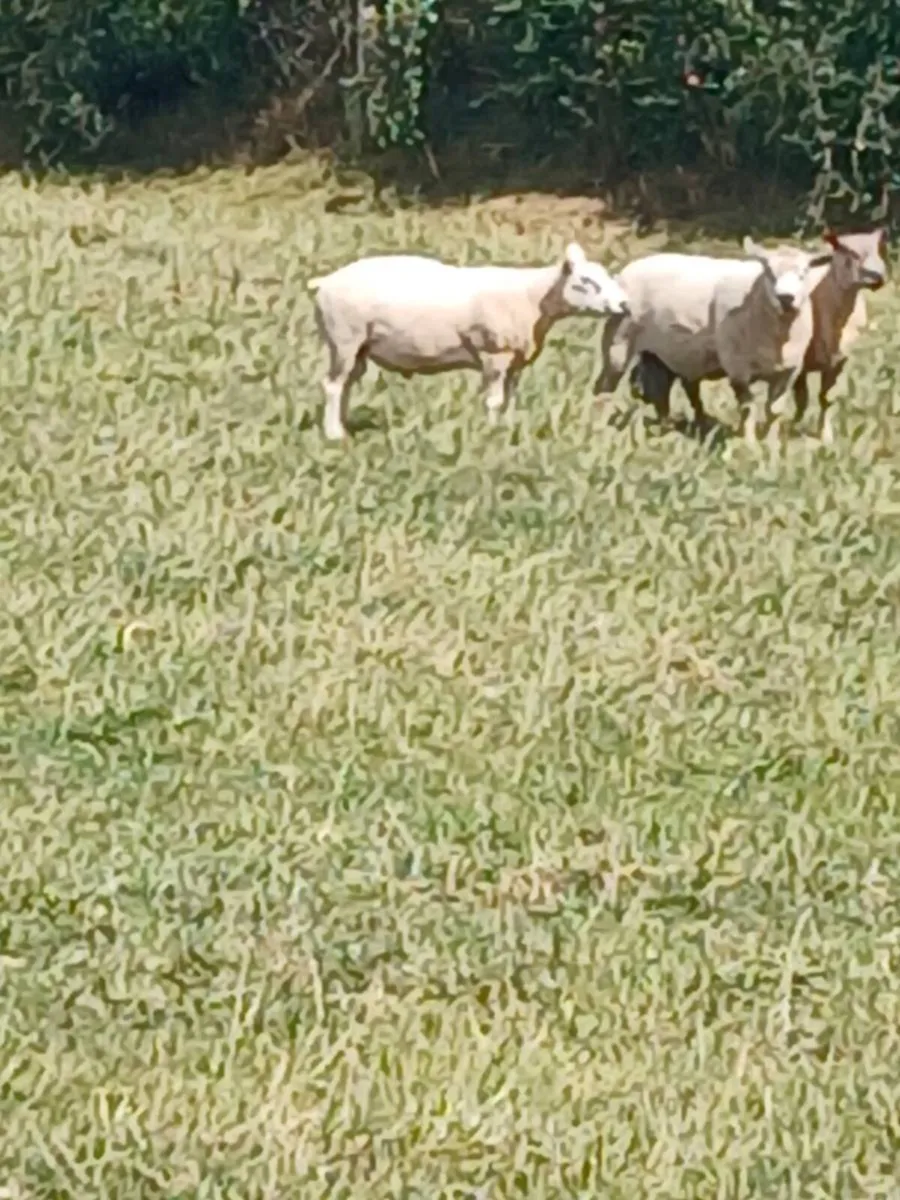 Rams for sale - Image 2