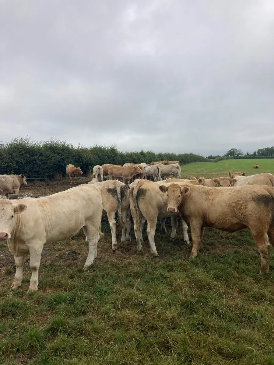 Heifers - Image 1