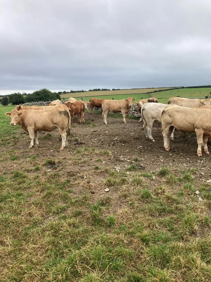 Heifers - Image 2