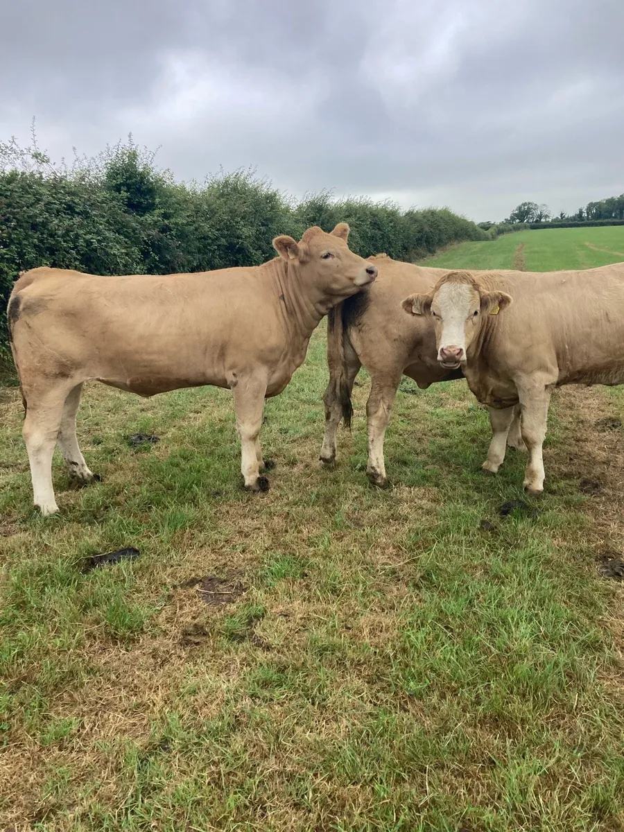 Heifers - Image 3