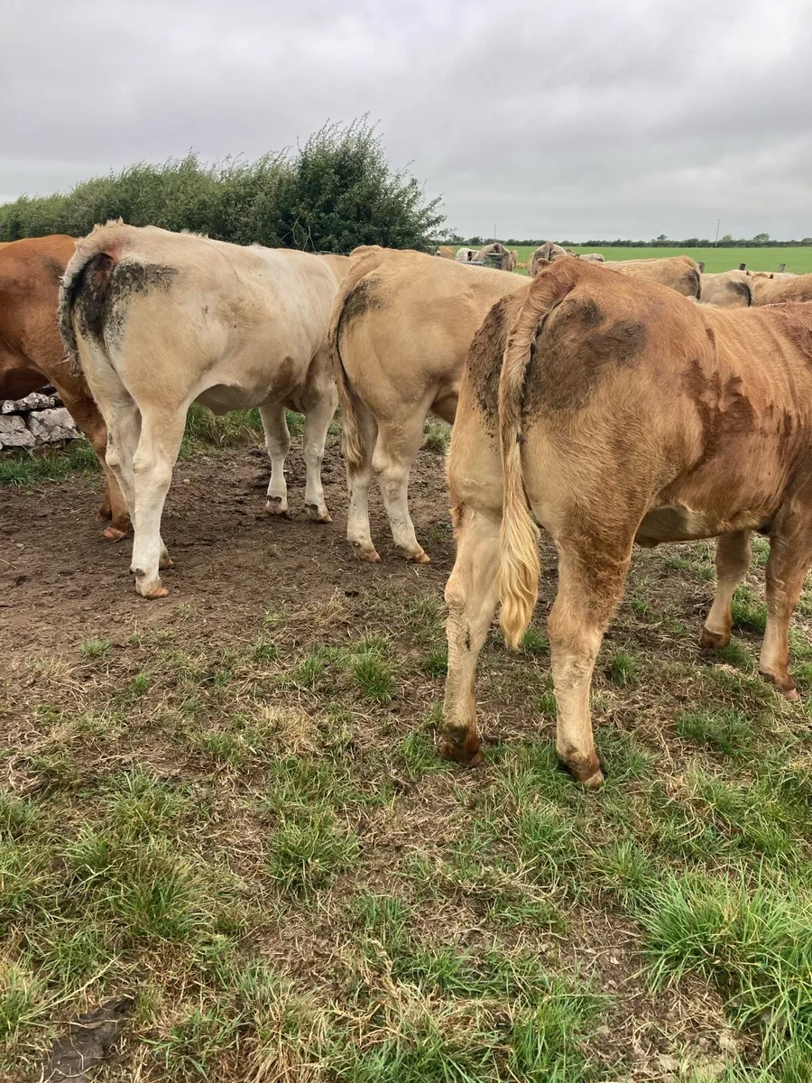 Heifers - Image 4