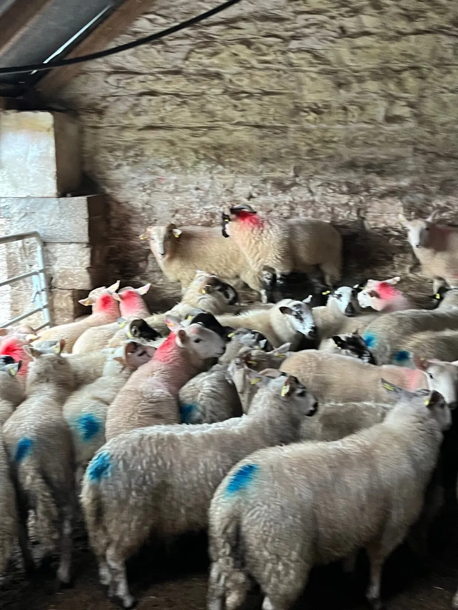 45 super texel cross ram lambs - Image 3