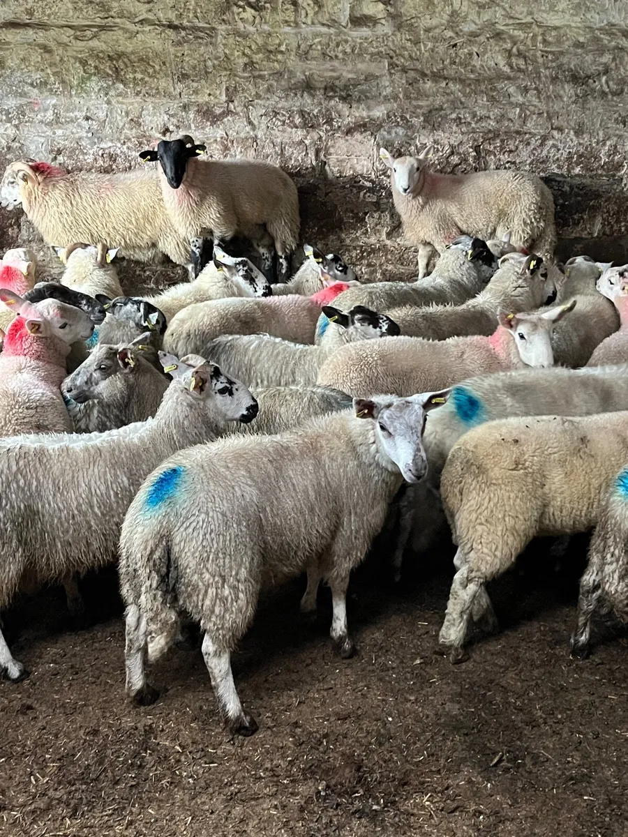45 super texel cross ram lambs - Image 1